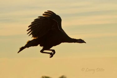 Wild Turkey hen in flight, s. Texas
