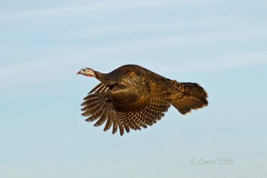 Wild Turkey in flight, s. Texas