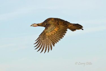 wild turkey hen in flight, s. Texas
