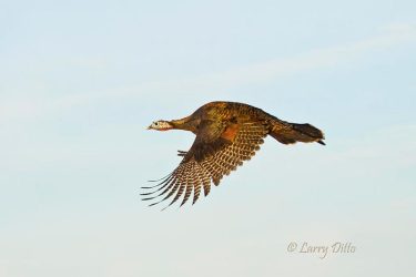 Wild Turkey hen in flight, s. Texas