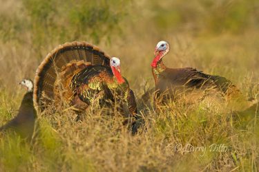 Wild Turkey gobblers in winter, s. Texas