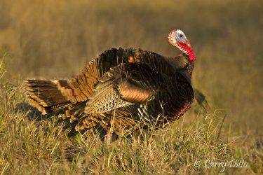 Wild Turkey gobbler in winter, s. Texas