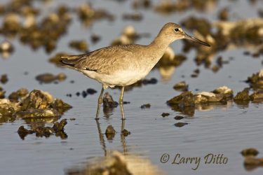 Willet feeding on oyster bar in Texas gulf bay system, winter