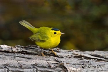 Wilson's Warbler, male, Rockport, Texas, winter