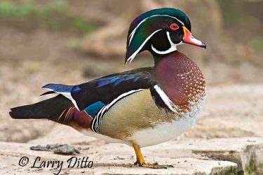 Wood Duck (Aix sponsa) male standing on rocks, spring