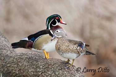 Wood Duck (Aix sponsa) pair resting in tree above pond, spring