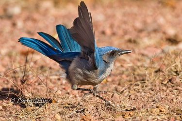 Woodhouse's Scrub Jay flushing.