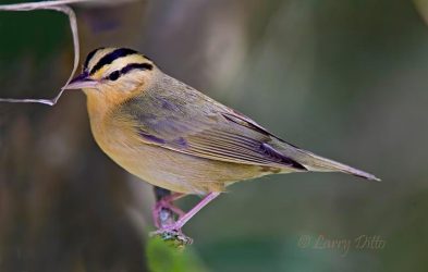 Worm-eating Warbler resting on perch