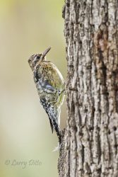 Yellow-bellied Sapsucker, juvenile getting sap from white oak tree, December.