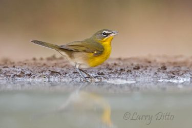 Yellow-breasted Chat drinking