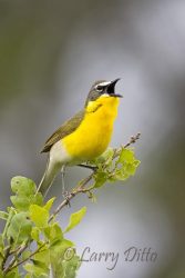 Yellow-breasted Chat