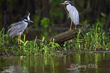 Yellow-crowned Night-Heron, Caddo Lake, Texas