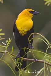 Yellow-headed Blackbird (Xanthocephalus xanthocephalus) male, spring