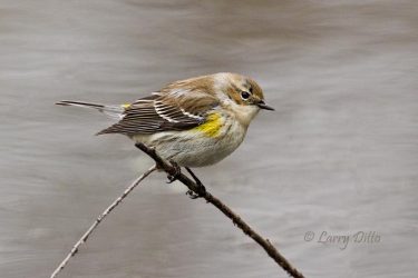 Yellow-rumped Warbler on perch by pond