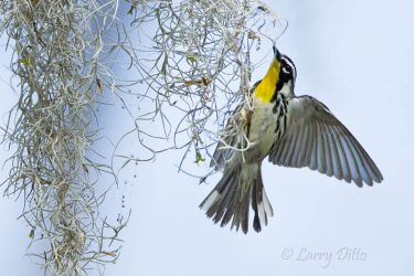 Yellow-throated Warbler in Spanish moss, east Texas.