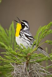 Yellow-throated Warbler (Dendroica dominica) male, spring, northeast Texas