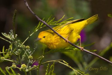 Yellow Warbler male foraging