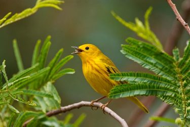 Yellow Warbler male foraging