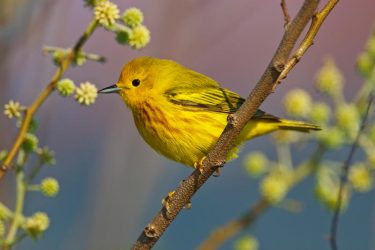 Yellow Warbler male foraging
