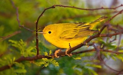Yellow Warbler