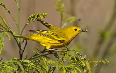 Yellow Warbler, male foraging