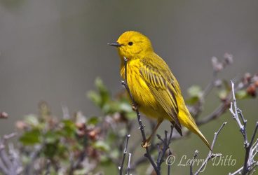 Yellow Warbler male perched