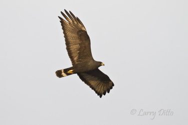 Zone-tailed Hawk in flight, west Texas