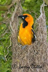 Altamira Oriole (Icterus gularis) adult at nest, May