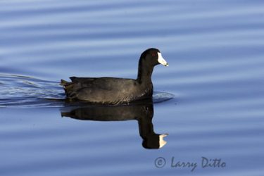 American Coot swimming