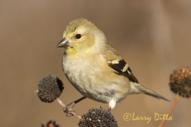 American Goldfinch feeding on sunflowers, winter