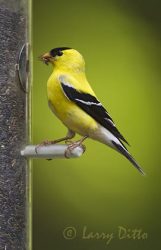 American Goldfinch, adult male, at feeder, North Carolina, spring