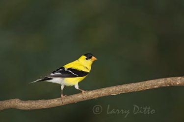 American Goldfinch, adult male, spring