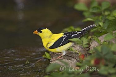 American Goldfinch, adult drinking, North Carolina, spring