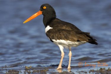 American Oystercatcher standing on oyster bar