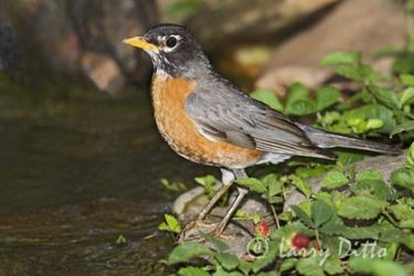 American Robin (Turdus migratorius), adult about to bathe, North Carolina