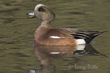 American Wigeon (Anas americana) male calling, winter