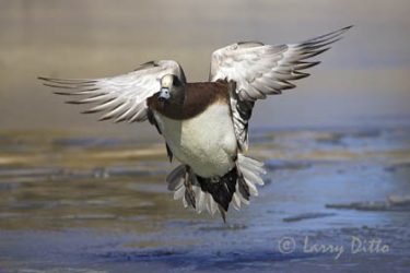American Wigeon (Anas americana) drake landing, winter