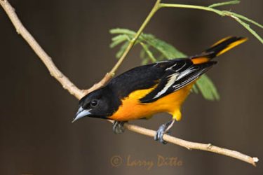 Baltimore Oriole (Icterus galbula) male, spring
