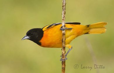 Baltimore Oriole (Icterus galbula) male perched on flower stalk, spring