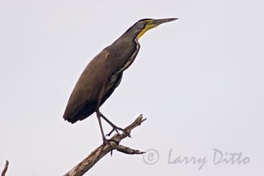 Bare-throated Tiger-Heron, Los Ebanos Ranch, Tamaulipas, Mexico