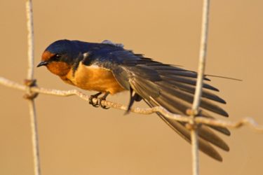 Barn Swallow (Hirundo rustica) on fence, migration