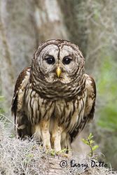 Barred Owl (Stryx varia), adult in old growth eastern U.S. forest with Spanish Moss, Caddo Lake, Texas, spring