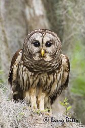 Barred Owl (Stryx varia), adult in old growth eastern U.S. forest with Spanish Moss, Caddo Lake, Texas, spring