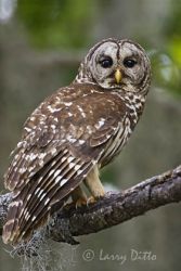 Barred Owl (Stryx varia), adult in old growth eastern U.S. forest with Spanish Moss, Caddo Lake, Texas, spring