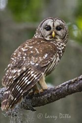 Barred Owl (Stryx varia), adult in old growth eastern U.S. forest with Spanish Moss, Caddo Lake, Texas, spring