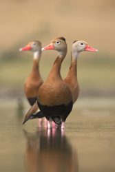 Black-bellied Whistling Duck (Dendrocygnus autumnalis) at s. Texas pond, summer