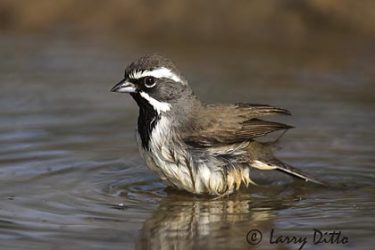 Black-throated Sparrow (Spizella atrogularis) bathing, s. Texas pond, spring