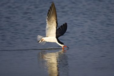 Black Skimmer reflected on calm water as it feeds