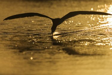 Black Skimmer feeding at sunrise