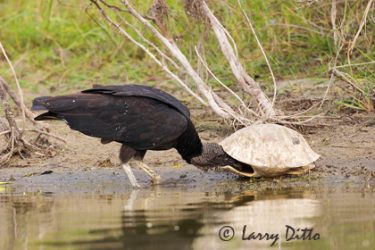 Black Vulture searching for food in turtle shell